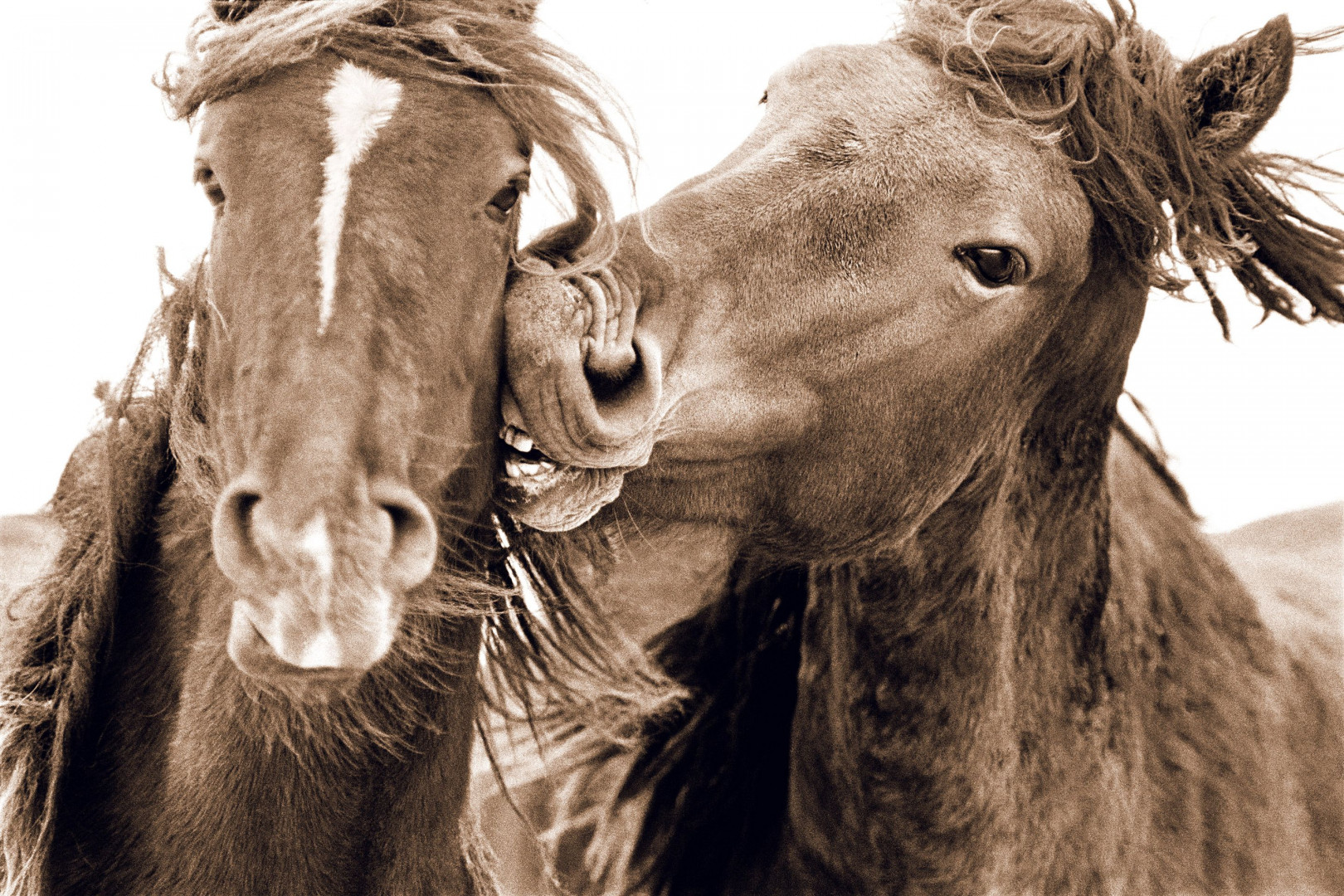 Wild Horses Of Sable Island Wild Horses Of Sable Island Equestrio Reference De L Exploration Du Monde Equestre